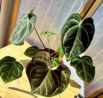 Anthurium Crystallinum Sametové srdce - 2