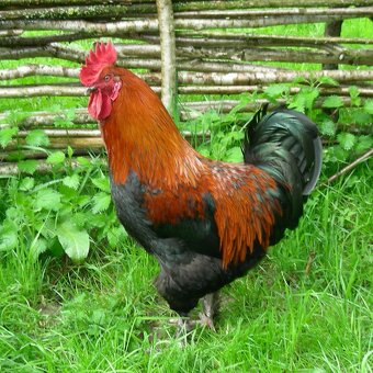 Kohoutci Marans měděnokrká a Hamburčanka - 2