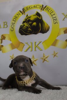 GLB TOKIO & CROWN BULLYS BARON American Bully - 2
