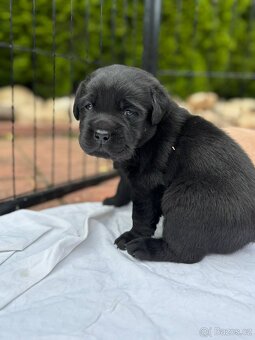 Labrador retriever - 2