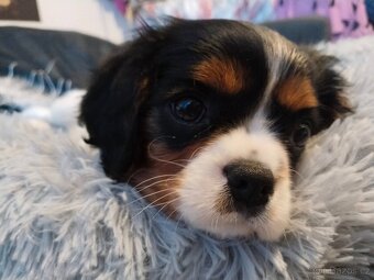 kavalír king charles španěl - 2