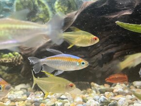 Tetra citrónová - Hyphessobrycon pulchripinnis - 2
