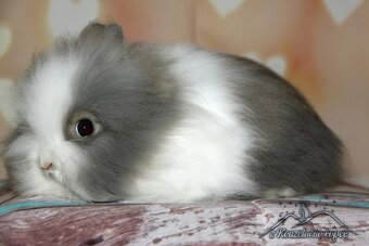 Zakrslý králíček Teddy s VP/samička AMELIE_ doprava po ČR - 2