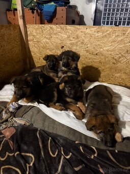 Štěňata NO bez papíru - 2