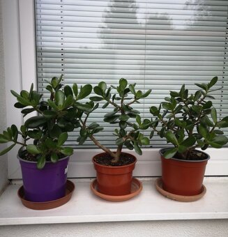 Pokojové květiny Tlustice - 2