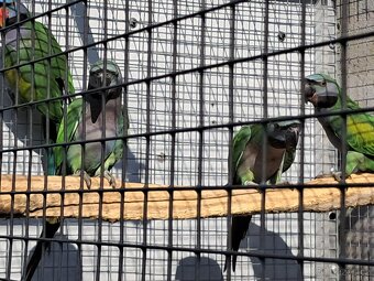 Alexandr čínský - 2