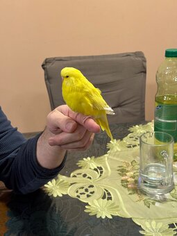 Andulky krotké a ochočené - 2