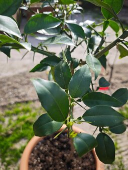 Citrus Junos - Yuzu - 2