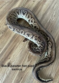 Krajta královská(python regius) - 2