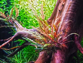 Akvarijni rostliny - Hygrophila Pinnatifida - 2