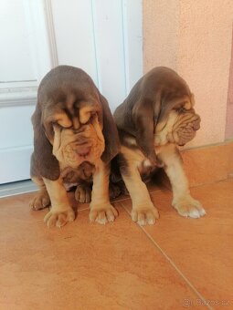 Bloodhound - 2