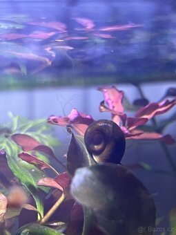Akvarijní šneci - 2