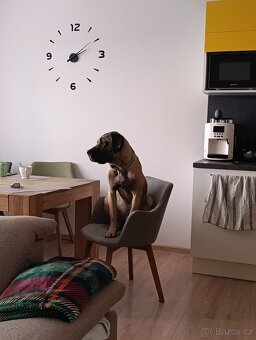 Prodám psa Kanárské dogy - štěně - 2
