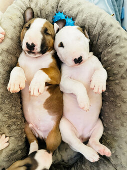 Bullterrier, Bullterier, Bulterier - 2