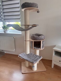 Devon Rex - 2
