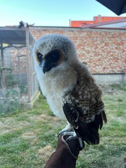 Puštík hnědý ( Strix leptogrammica ) - 2