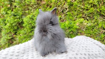 Zakrslý králík, králíček - TEDDY - OLAF, OLIVER, OLINA - 2