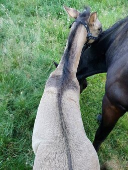 LUXUSNÍ QUARTER HORSE GRULLO HOMOZYGOT NA ČERNOU - 2