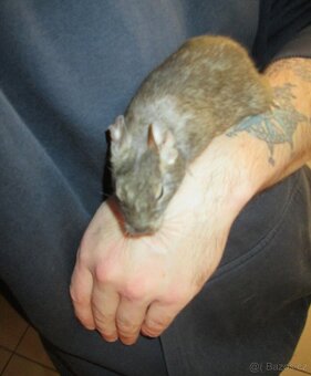 Osmák Degu - mláďata - 2