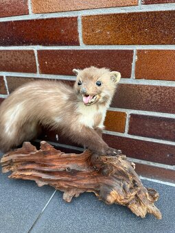 Kuna - preparace, vycpanina - 2