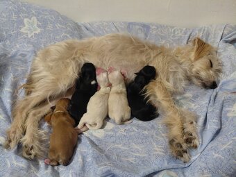 štěňata na prodej - 2