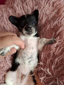 Stěně Čivava X Jack Russell - 2