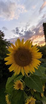 Hledám chatu k pronájmu Plzeň  Rokycany Dobřív, Strašice aj - 2