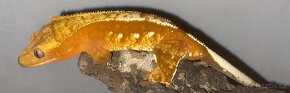 Pagekon řasnatý 0.1 (Correlophus ciliatus) - 2