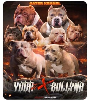 Fenka American Bully pocket - 2