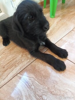 Labradorský retrívr - 2