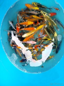 Koi 5-15cm - 2