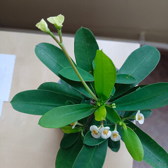 Trnová koruna ( euphorbia milli) - 2