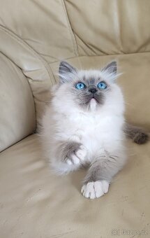 Ragdoll bez PP - 2