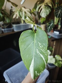 Monstera alba č.11 - 2