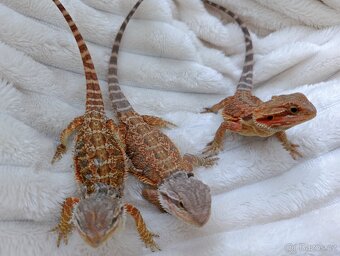Agama vousata - 2