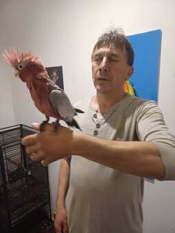 Žako šedý ,kongo - 2