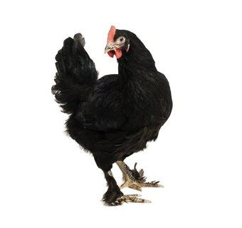 První jarní prodej kuřic 25.2.26 Borohrádek - 2