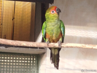 ARATINGA ZLATOHLAVÝ - 2