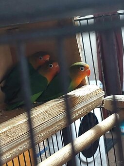 Agapornis Fisferi - 2