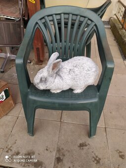 Velký světlý stříbřitý - 2