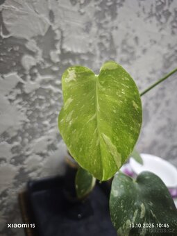 Monstera Thai 2. - 2