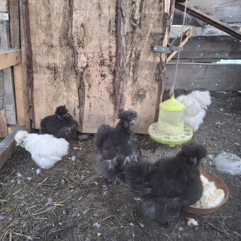 Prodam Kuřata Hedvabničky USA - 2