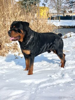 Rotvajler pes bez pp - 2