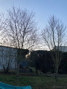 Vzrostlé stromy MANDLOŇ - 2