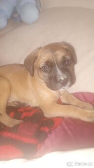 Štěně stanfordské teriér - 2