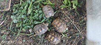 Želva pardálí - 2