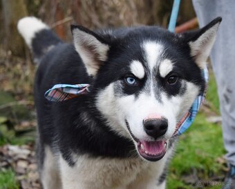 TAMINO K ADOPCI - SKORO ROČNÍ, S DVOUBAREVNÝMA KUKADLAMA - 2