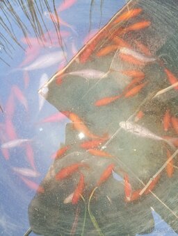 Koi kapr - 2