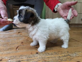 Jack russel terier - 2