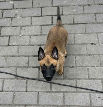 Belgický ovčák malinois - 2
